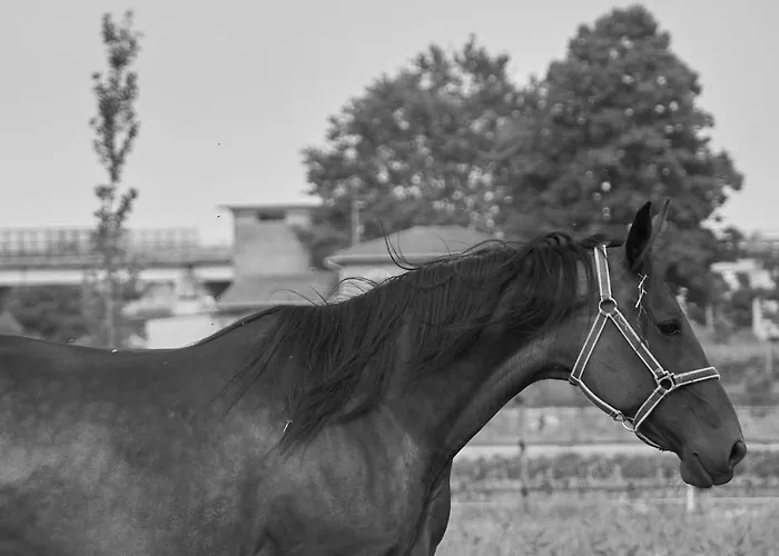 Lantgård Alle Siepi