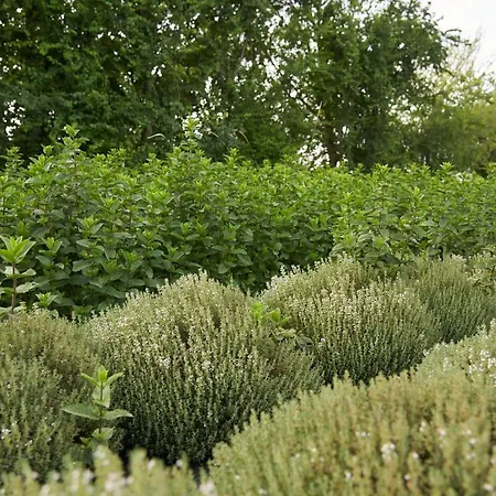 Çiftlik konaklama Alle Siepi