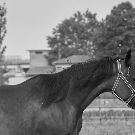 Çiftlik konaklama Alle Siepi