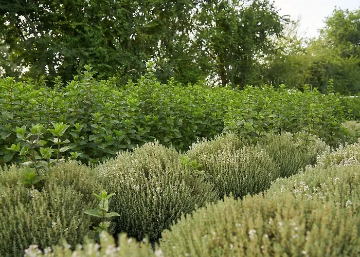 Alloggio per agriturismo Alle Siepi